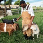 A man petting goats in a field.