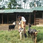 A man is standing next to a group of goats.