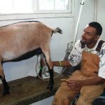 A man petting a goat.
