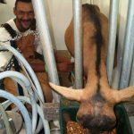 A man feeding a goat.
