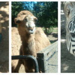 Four pictures of a zebra, a camel, a giraffe and a peacock.