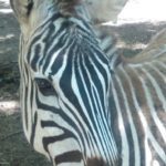 Wilson’s Wild Animal Park