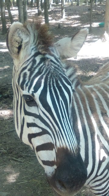 A zebra standing in a wooded area.