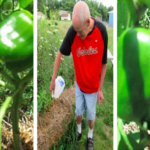 Four pictures of a man picking green peppers.