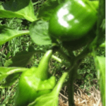 Green peppers growing on a plant.
