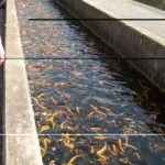 Albert Powell Hatchery