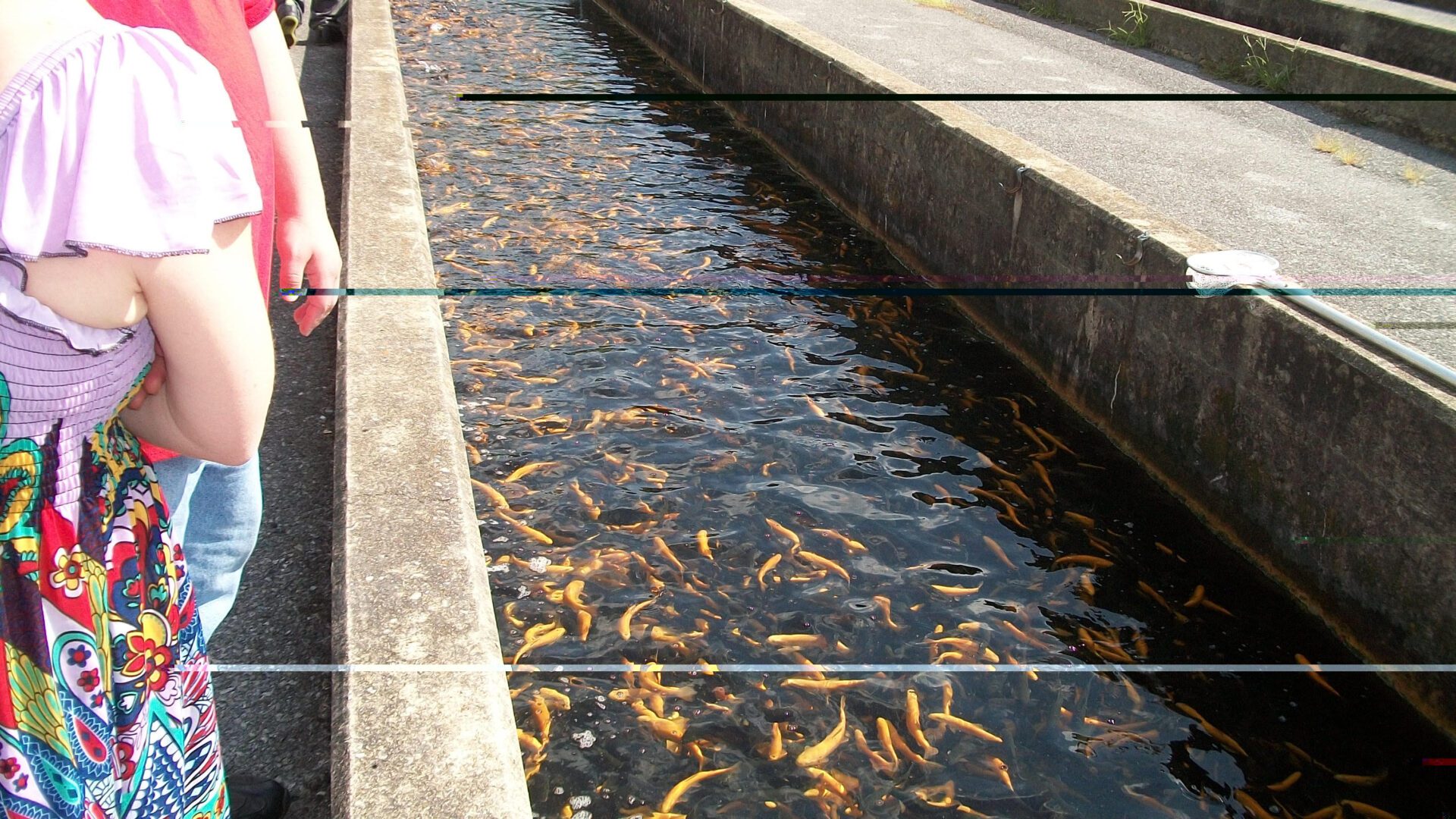 A group of people looking at fish in a pond.