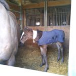 A horse is standing in a stable with a blanket on it.